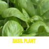Holy Basil Essential Oil | Ocimum Bassilicum (Tulsi) | 100% Pure & Natural
