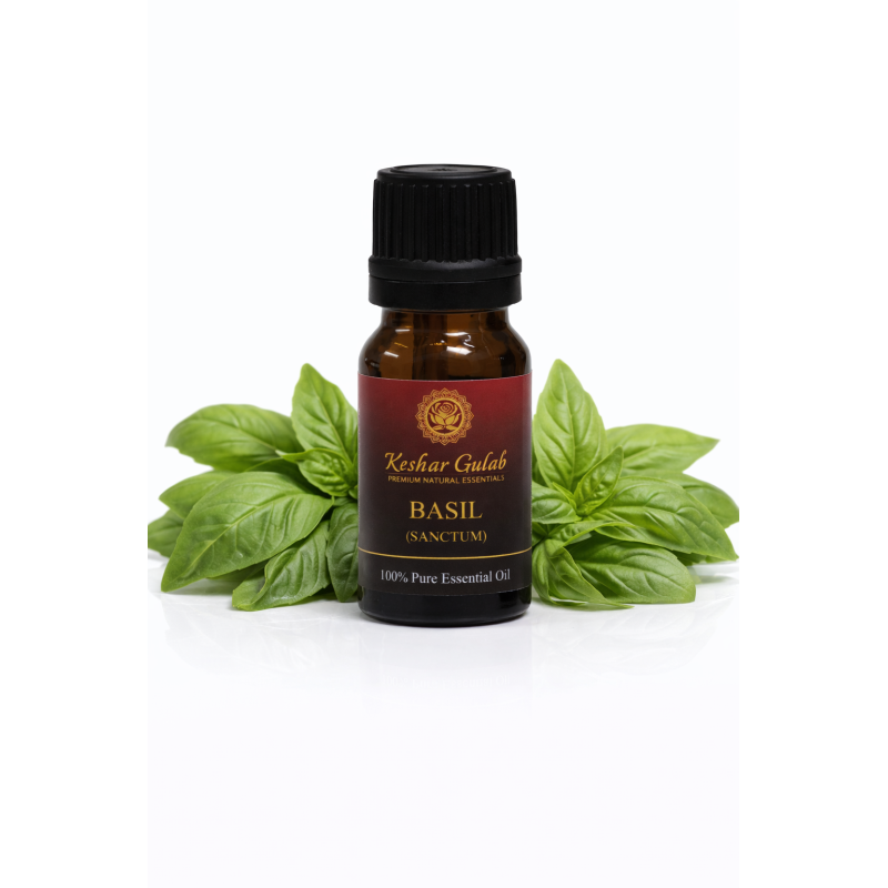 Holy Basil Essential Oil | Ocimum Sanctum (Tulsi) | 100% Pure & Natural